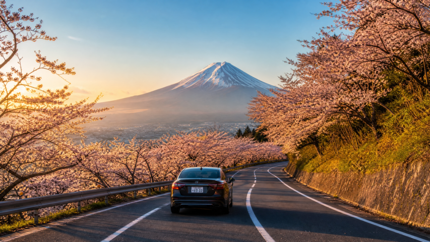 Car travels along a winding road lined with pink cherry blossoms, with a snow-capped mountain in the distance at sunset.