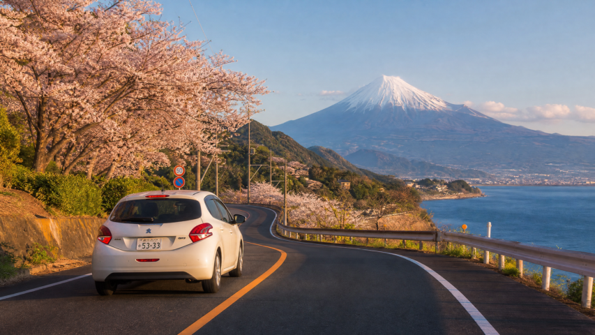 White car driving along a winding coastal road lined with cherry blossoms, Mount Fuji visible in the distance on a clear day.